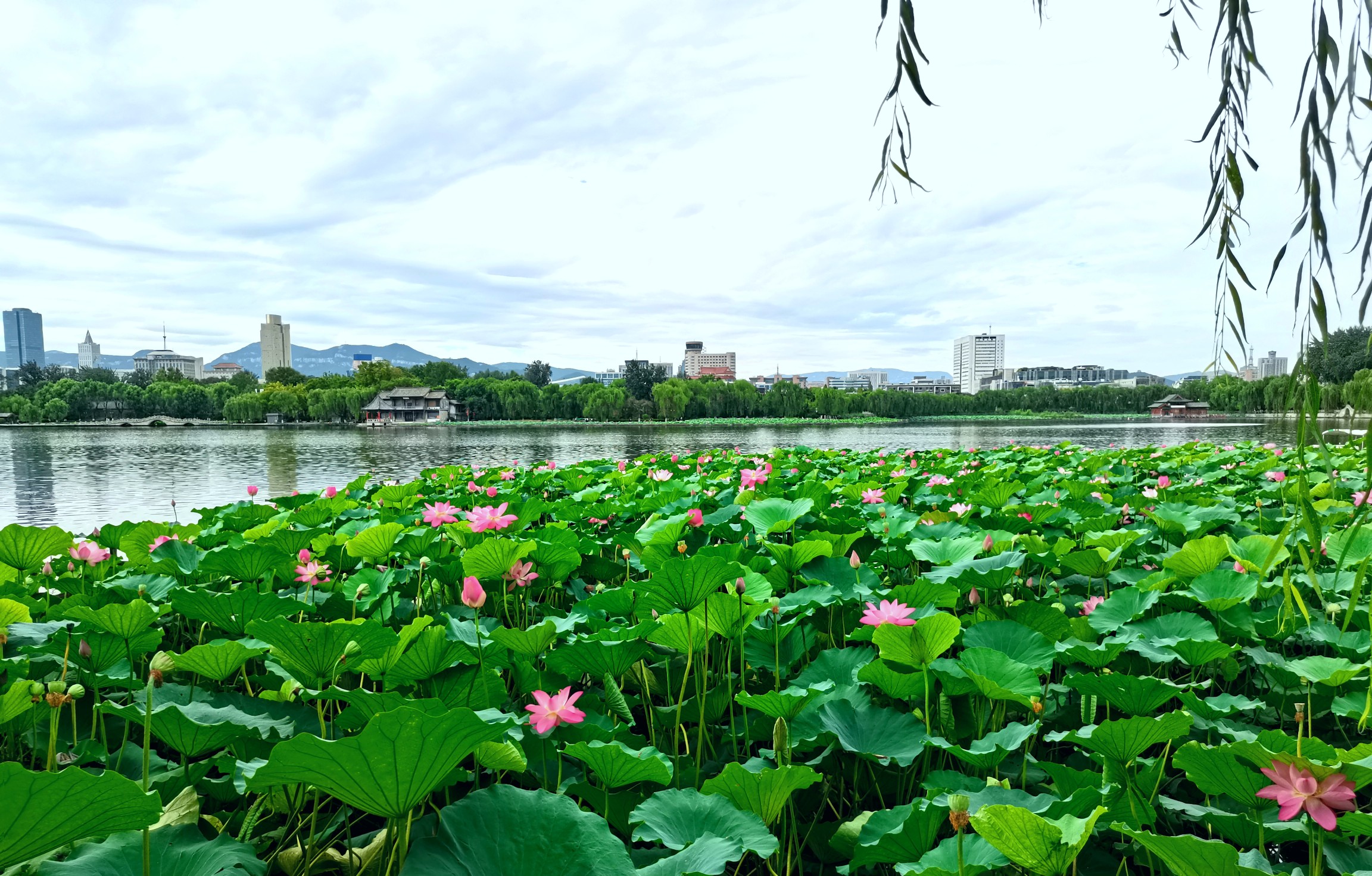 济南大明湖