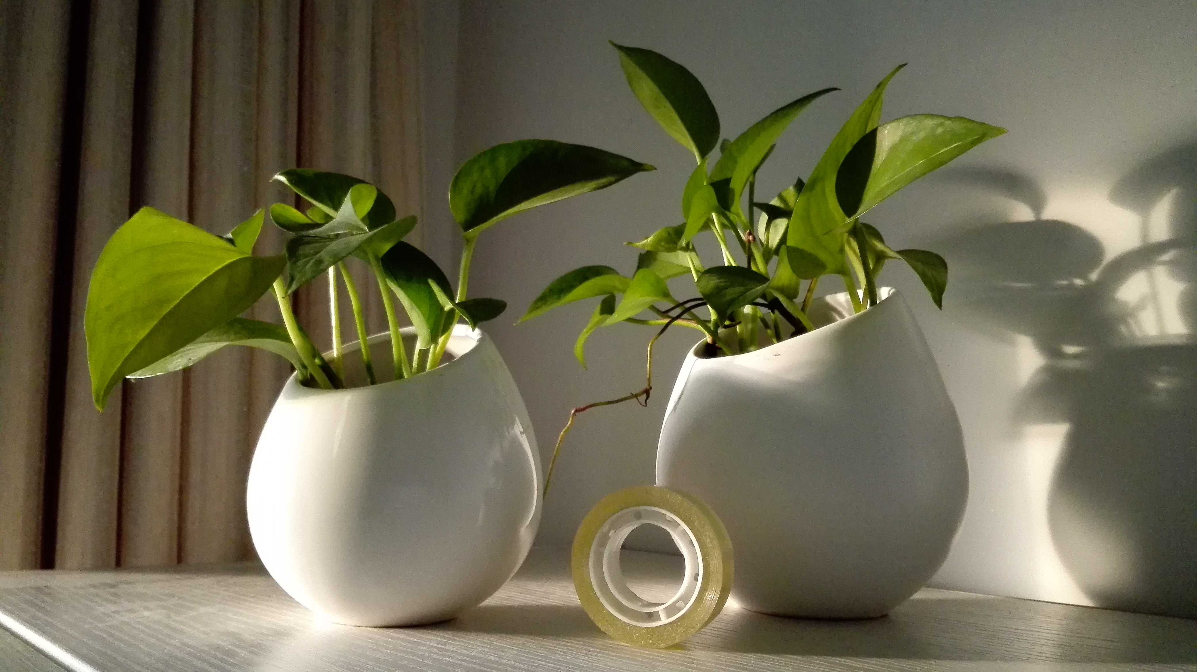 提示信息 花粉俱乐部