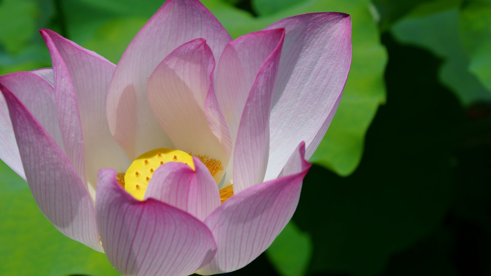 【p9墙纸】我跟荷花有个约定 - 华为p9系列主题美化 花粉俱乐部