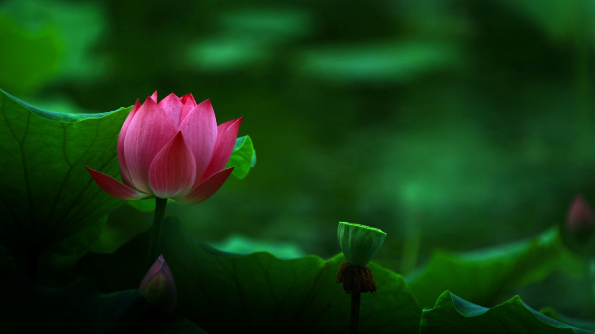 【p9墙纸】我跟荷花有个约定 - 华为p9系列主题美化 花粉俱乐部