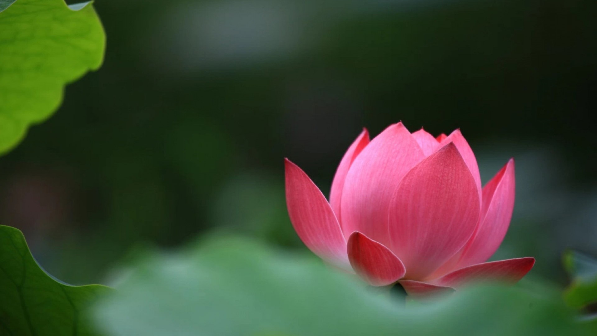 【p9墙纸】我跟荷花有个约定 - 华为p9系列主题美化 花粉俱乐部