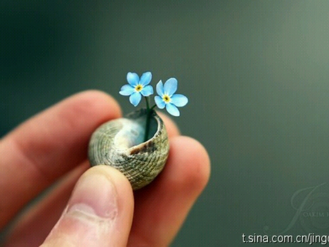 【迦叶分享】壁纸"花"分享