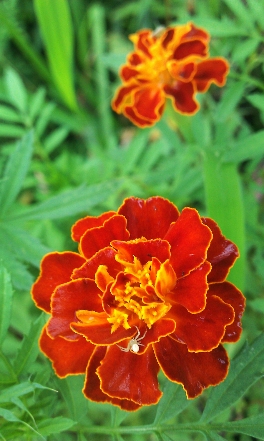 大俗的红配绿,别有趣味.