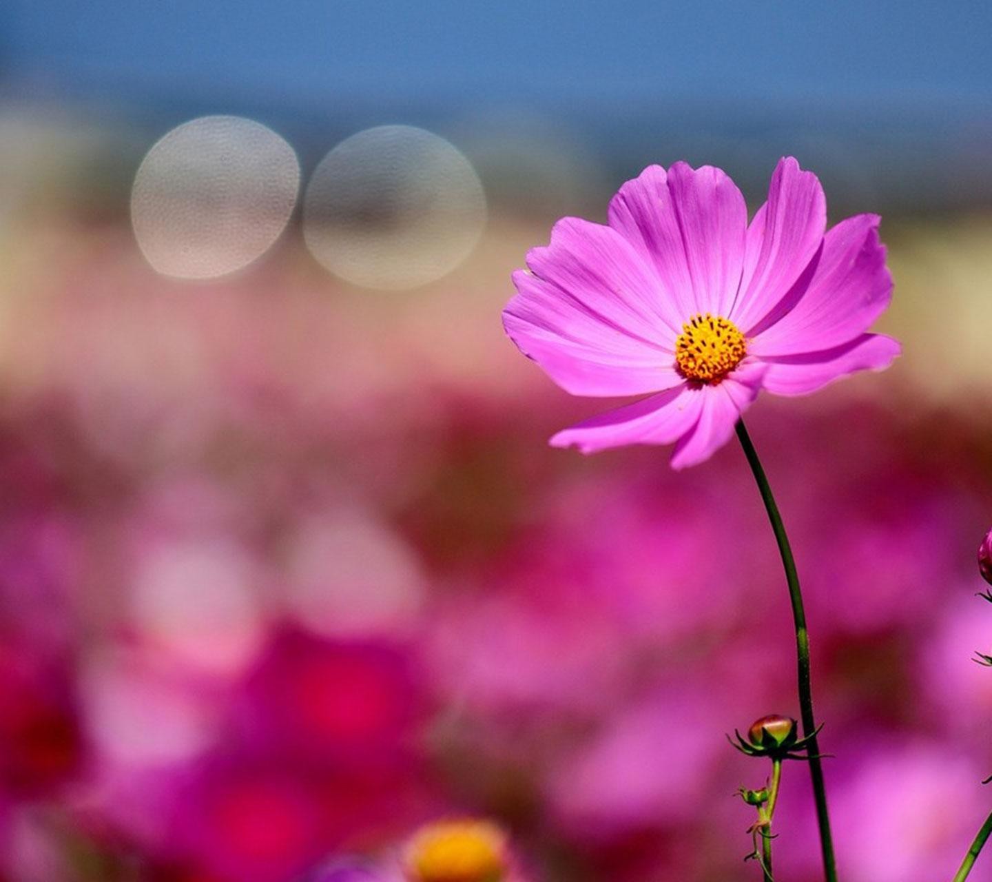 三十张a199唯美壁纸分享 - 华为a199主题美化 花粉俱乐部