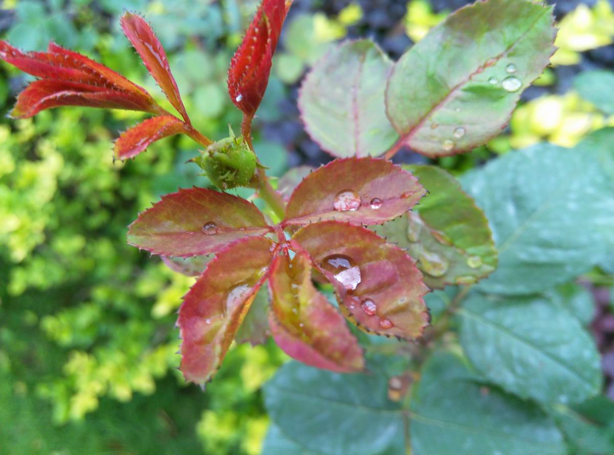这就是"阳光雨露"中的雨露吗?b199拍摄