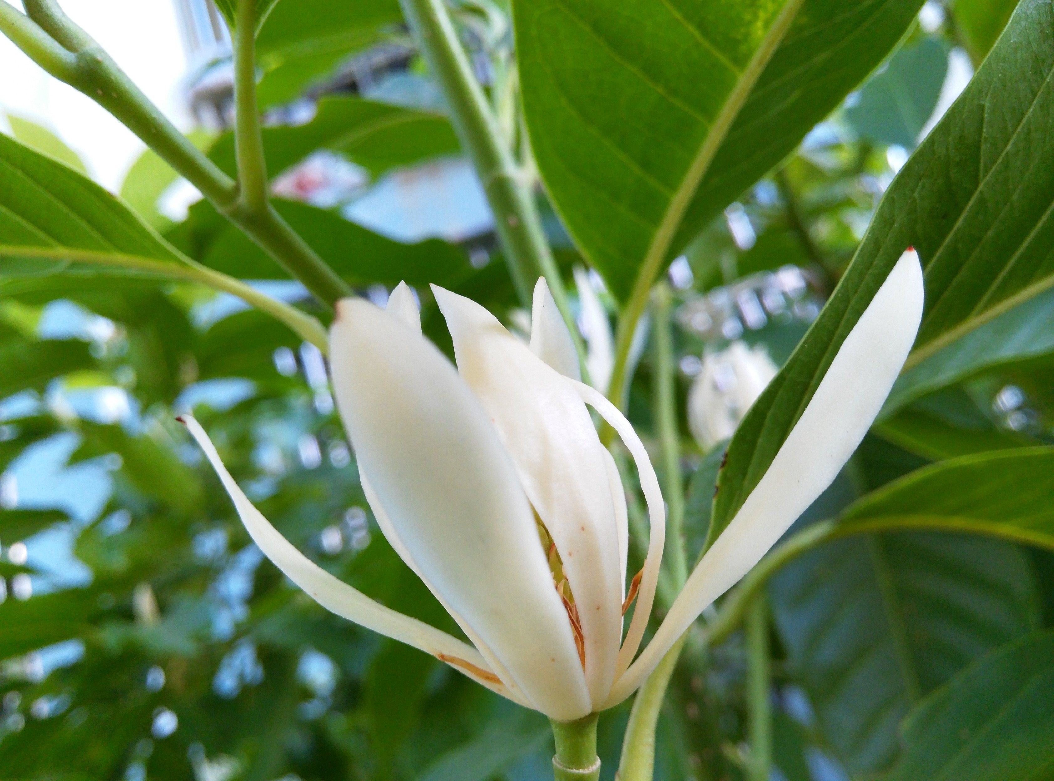 【五月随手拍】  政府大院的五月 - 花粉福利有奖活动 花粉俱乐部