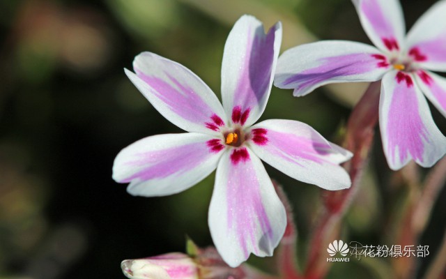 提示信息 花粉俱乐部