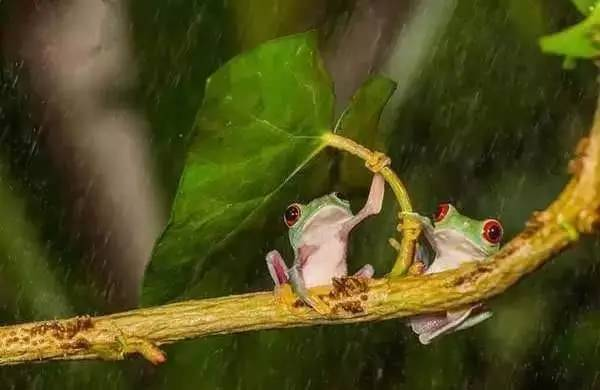 小动物们的躲雨方式,超萌【半原创】