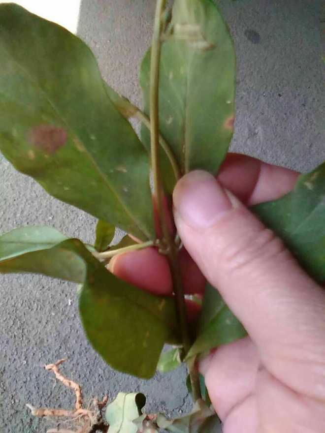 金鸡脚下红(家里的土话叫法)