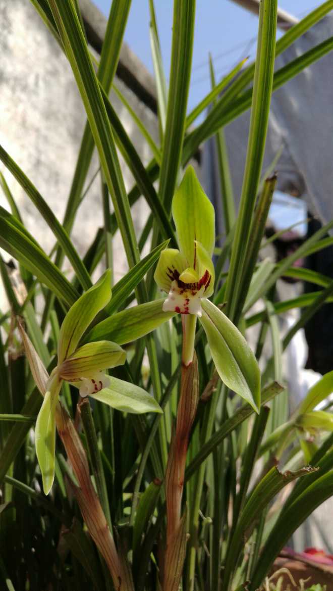 (春暖三月)幽幽兰香