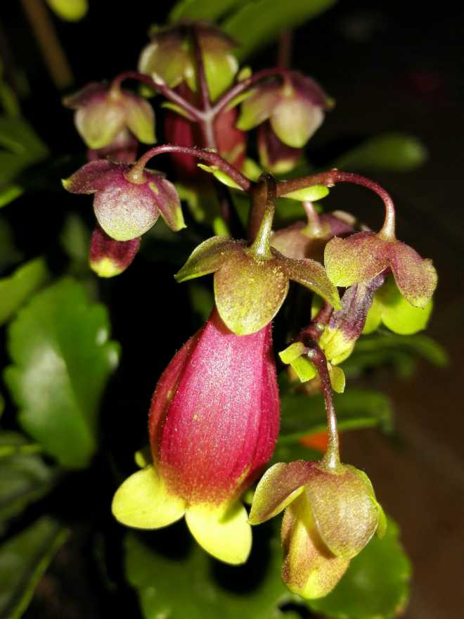 宫灯长寿花