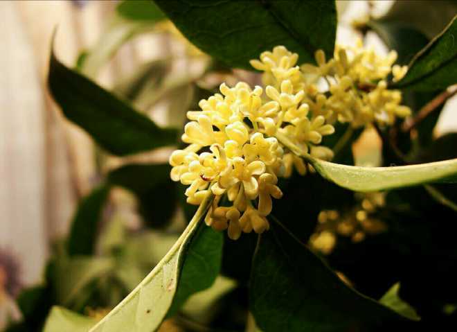 《桂枝香·金陵怀古》 王安石