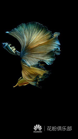 水果6s自带精美壁纸打包大放送 - 华为p9系列主题美化 花粉俱乐部