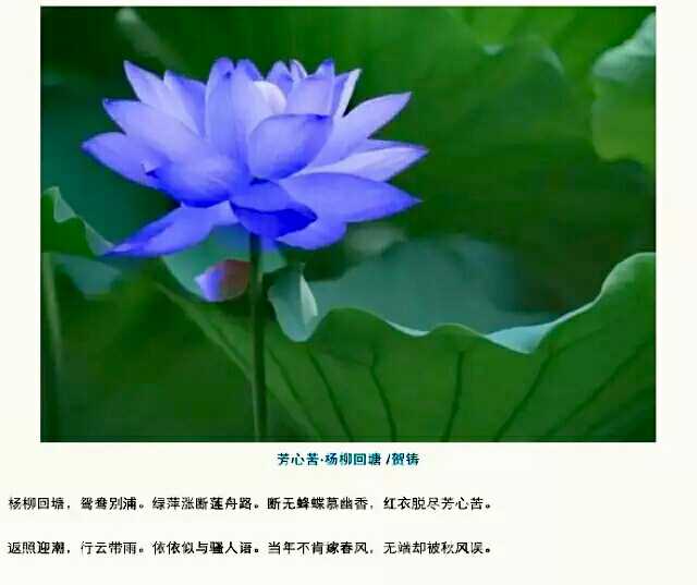 予独爱莲之出淤泥而不染,濯清涟而不妖~ - 花粉之声 花粉俱乐部