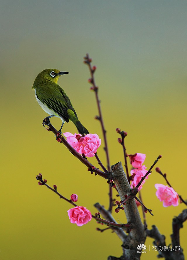 花与鸟 美丽的瞬间 幸福的组合