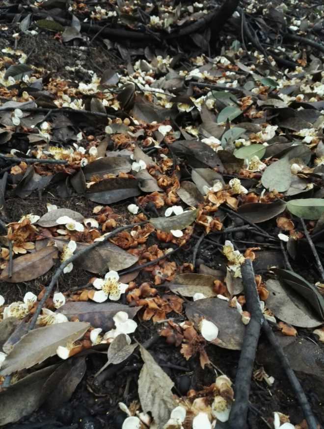 满目凋零,花之坟场