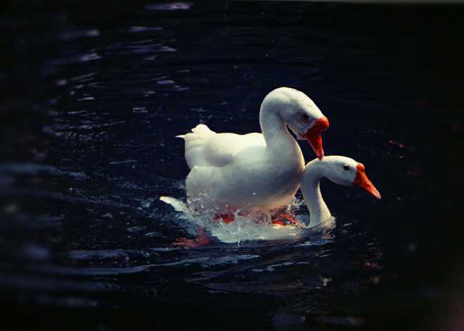 在济南,能拍到这样的大鹅