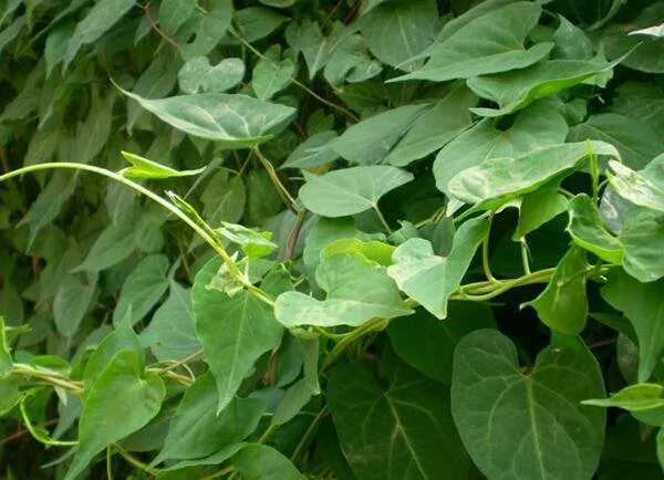 夜交藤是一种不错的中药