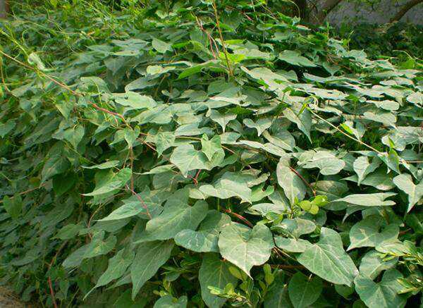 夜交藤是一种不错的中药