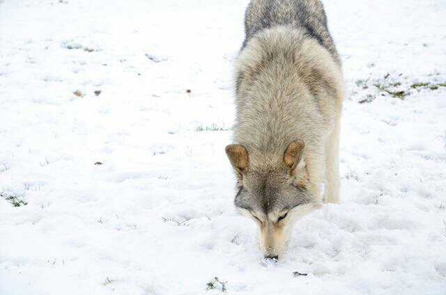 国外已家养混血狼,但这些狼宠却常被安乐死