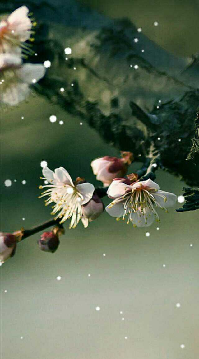 十二月花香——梅花