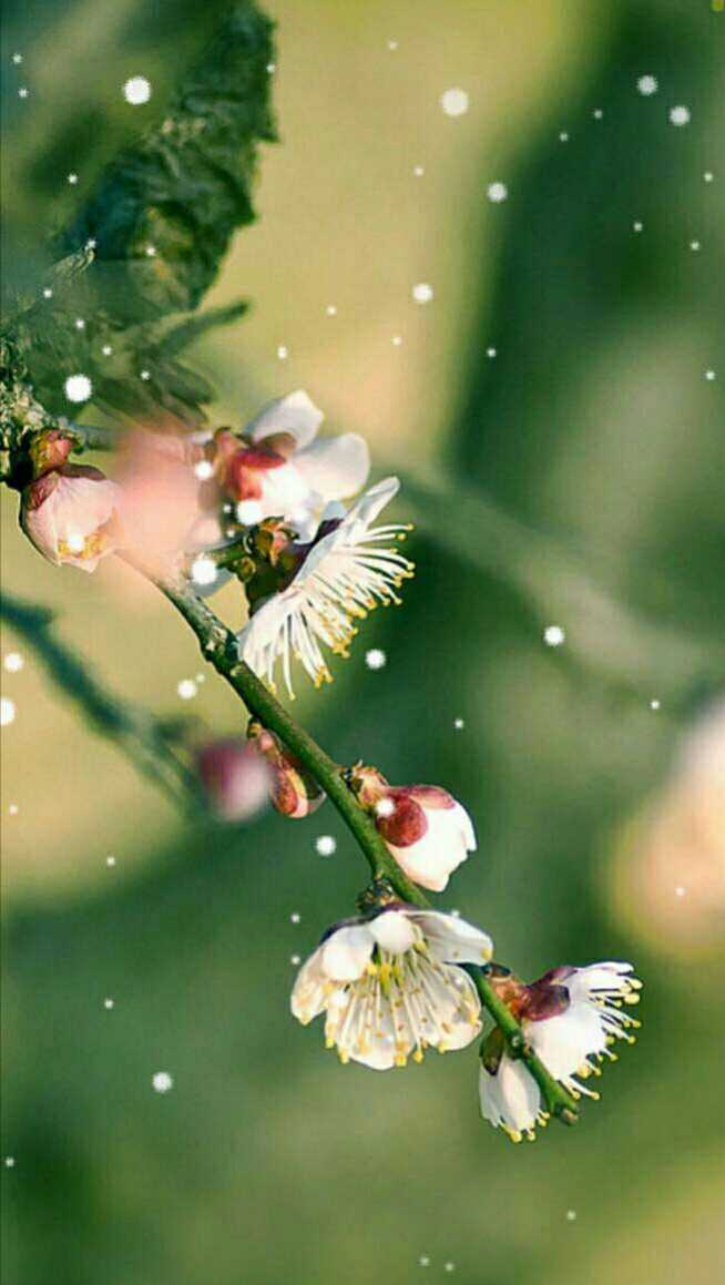 十二月花香——梅花