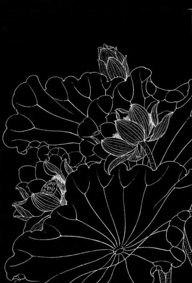 工笔荷花-黑底壁纸,个人酷爱-已附上压缩包附件