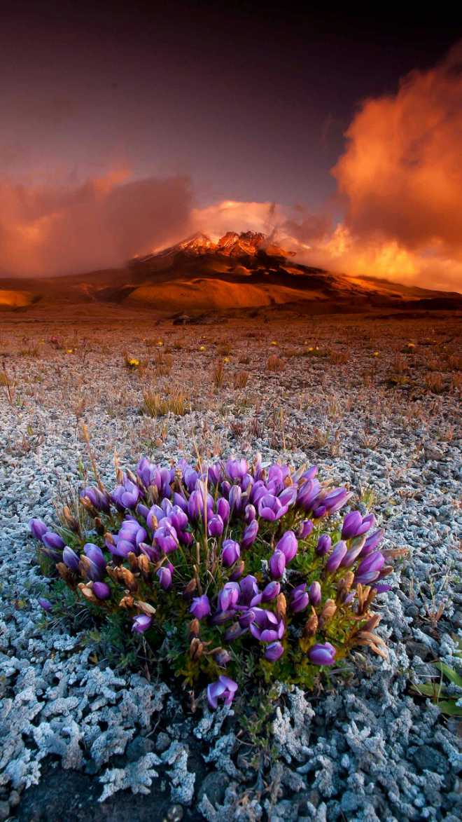 美丽又漂亮的外国 - 花粉漫谈e花一世界 花粉俱乐部