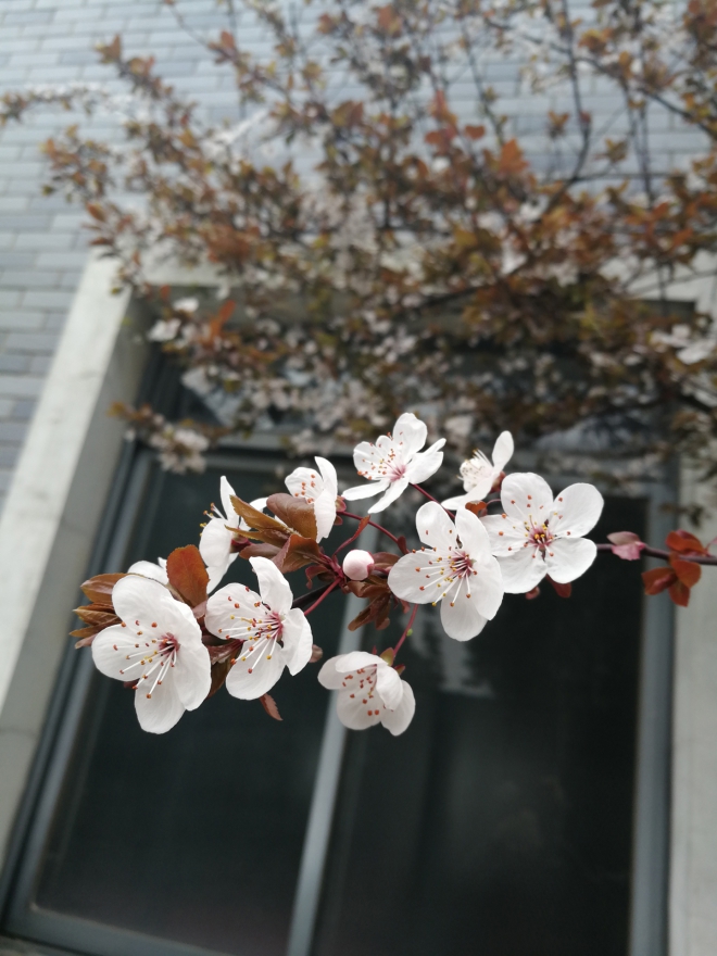 【机皇争霸赛】HonorV9 双眼看世界,更美更