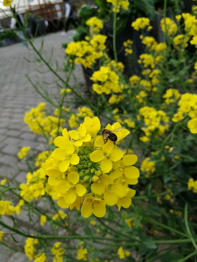 【机皇争霸赛】HonorV9 双眼看世界,更美更