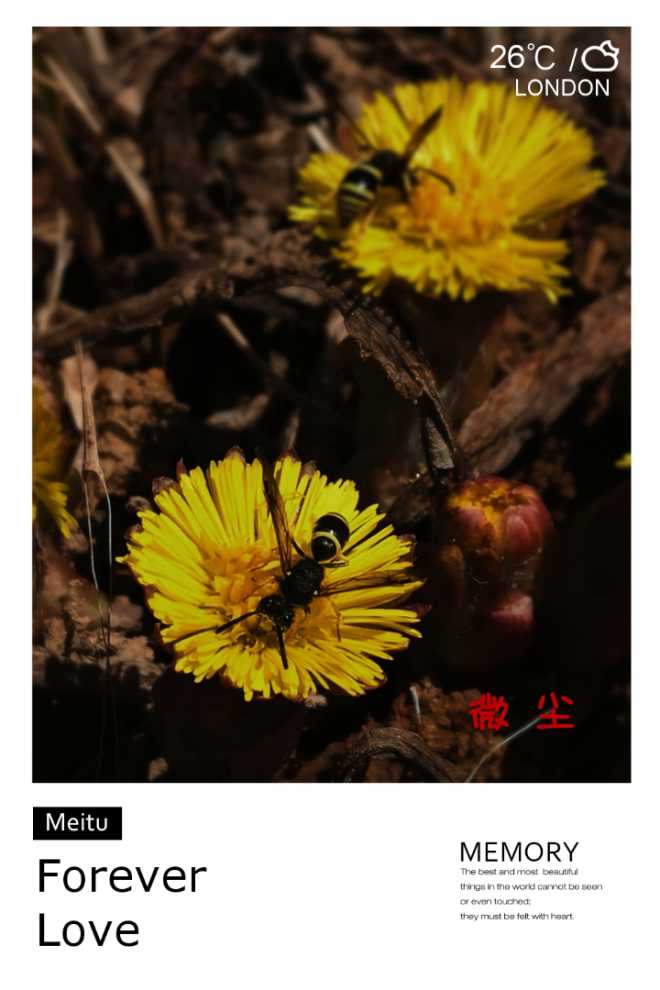 山花烂漫简谱_山花烂漫图片