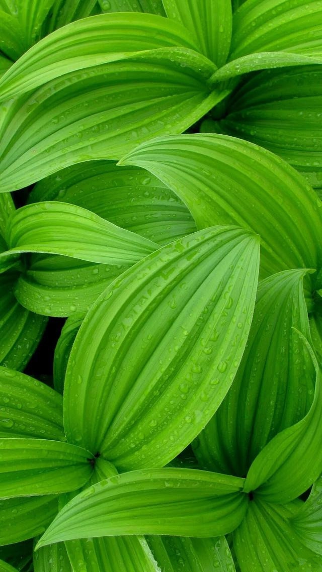 【质感壁纸】第183集 - 华为mate9系列主题美化 花粉俱乐部