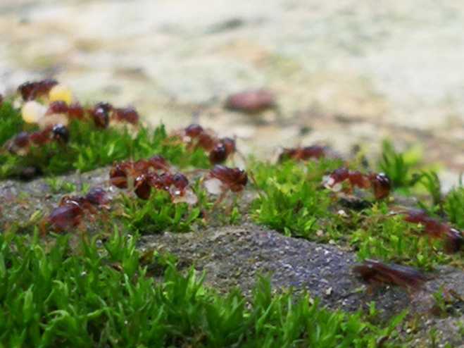 蚂蚁搬家,要下雨的节奏