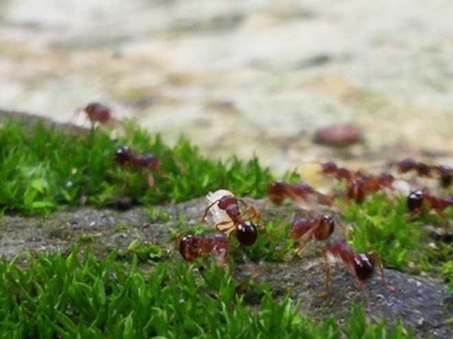 蚂蚁搬家,要下雨的节奏