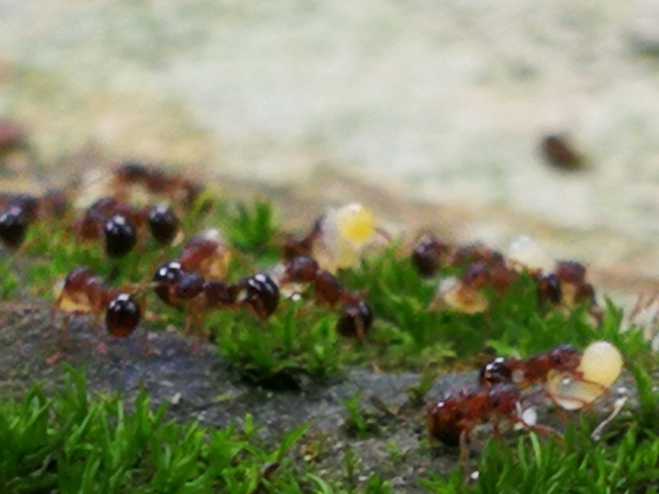蚂蚁搬家,要下雨的节奏