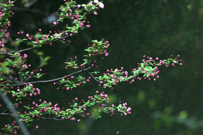 买花、赏花、购年货！快来副中心逛花市