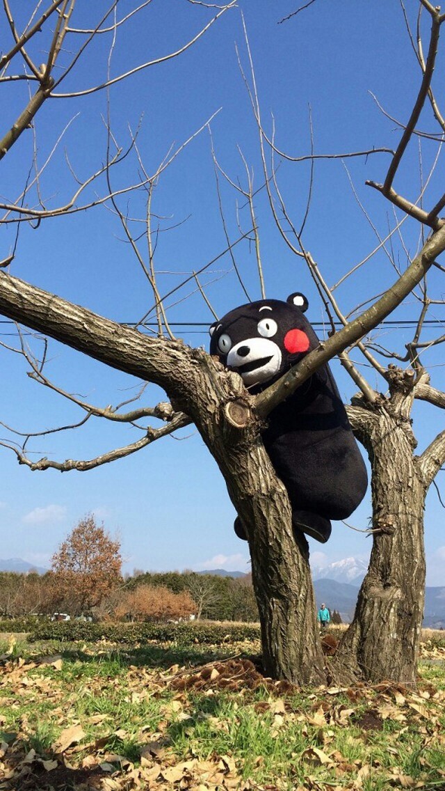 今日萌图熊上树