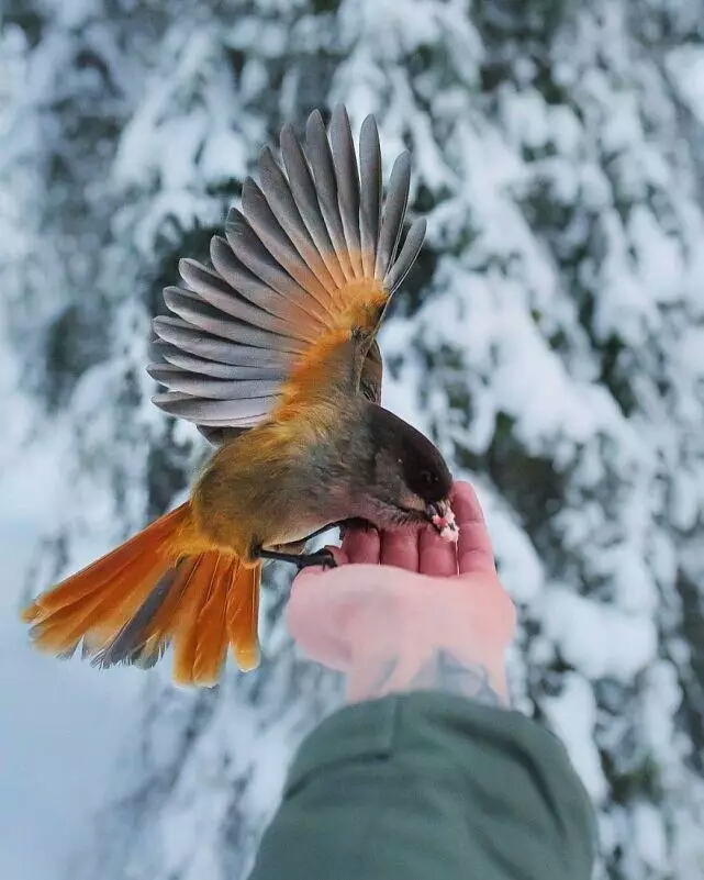 摄影师巧妙拍摄芬兰森林动物,个个都像是模特