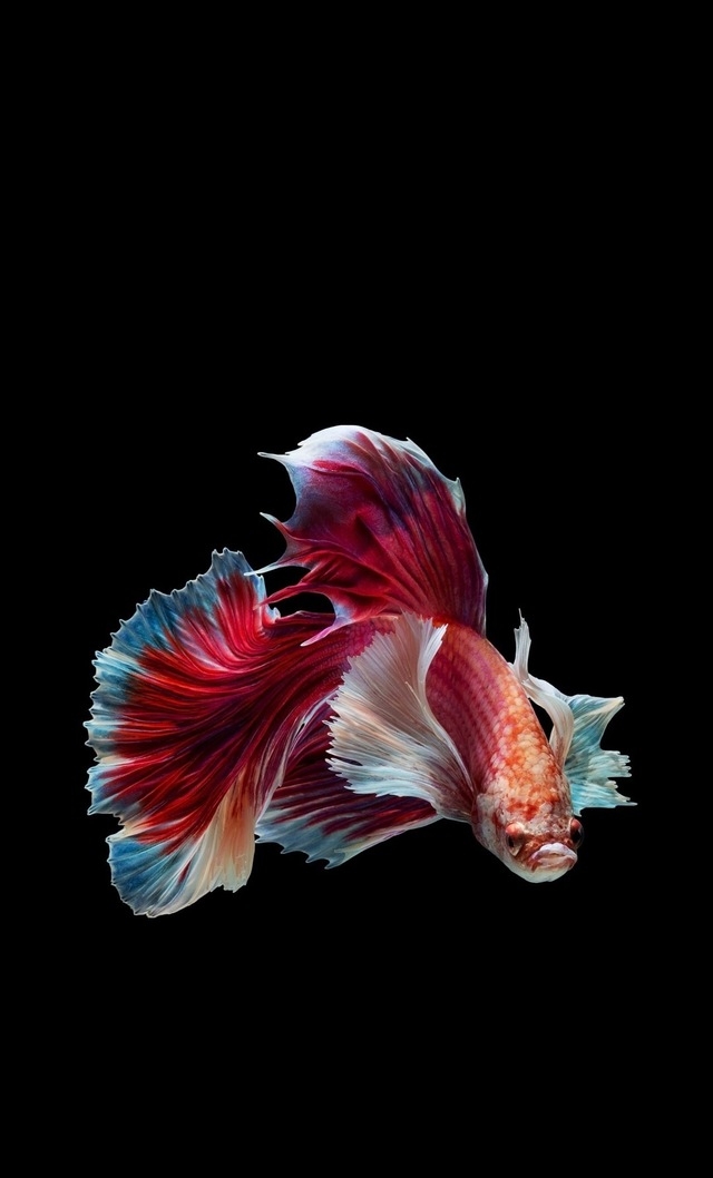 v10绝美壁纸,相当喜欢 - 荣耀v10问题反馈 花粉俱乐部