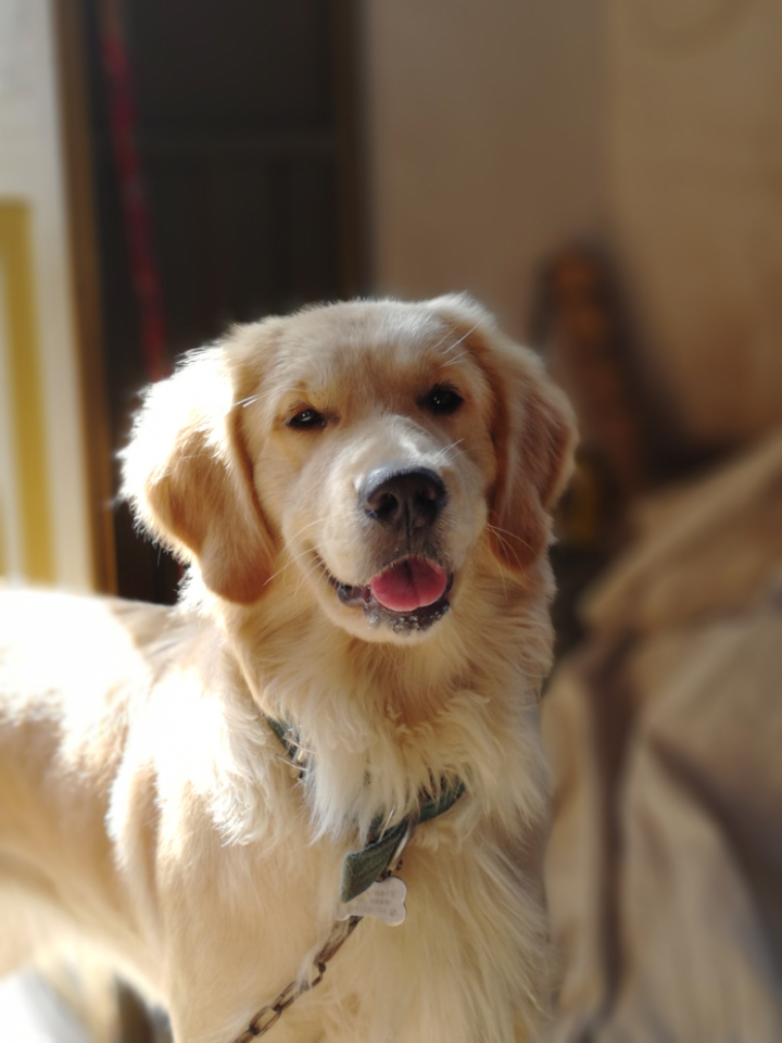 家有金毛,带上狗子拍婚纱了