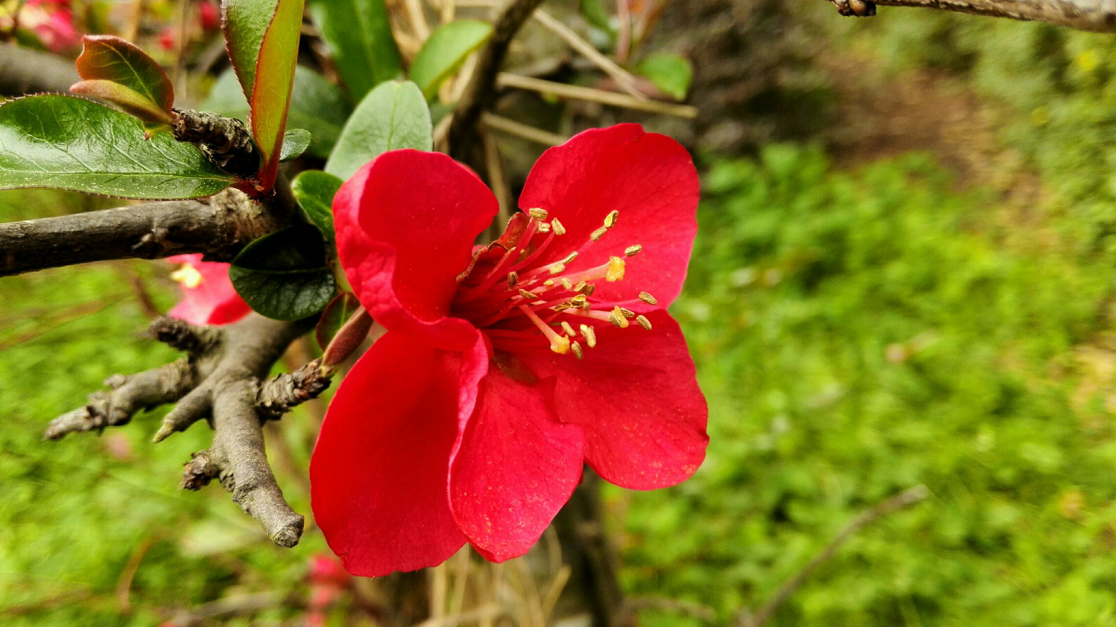 [随拍自由行] 阴天的海棠花