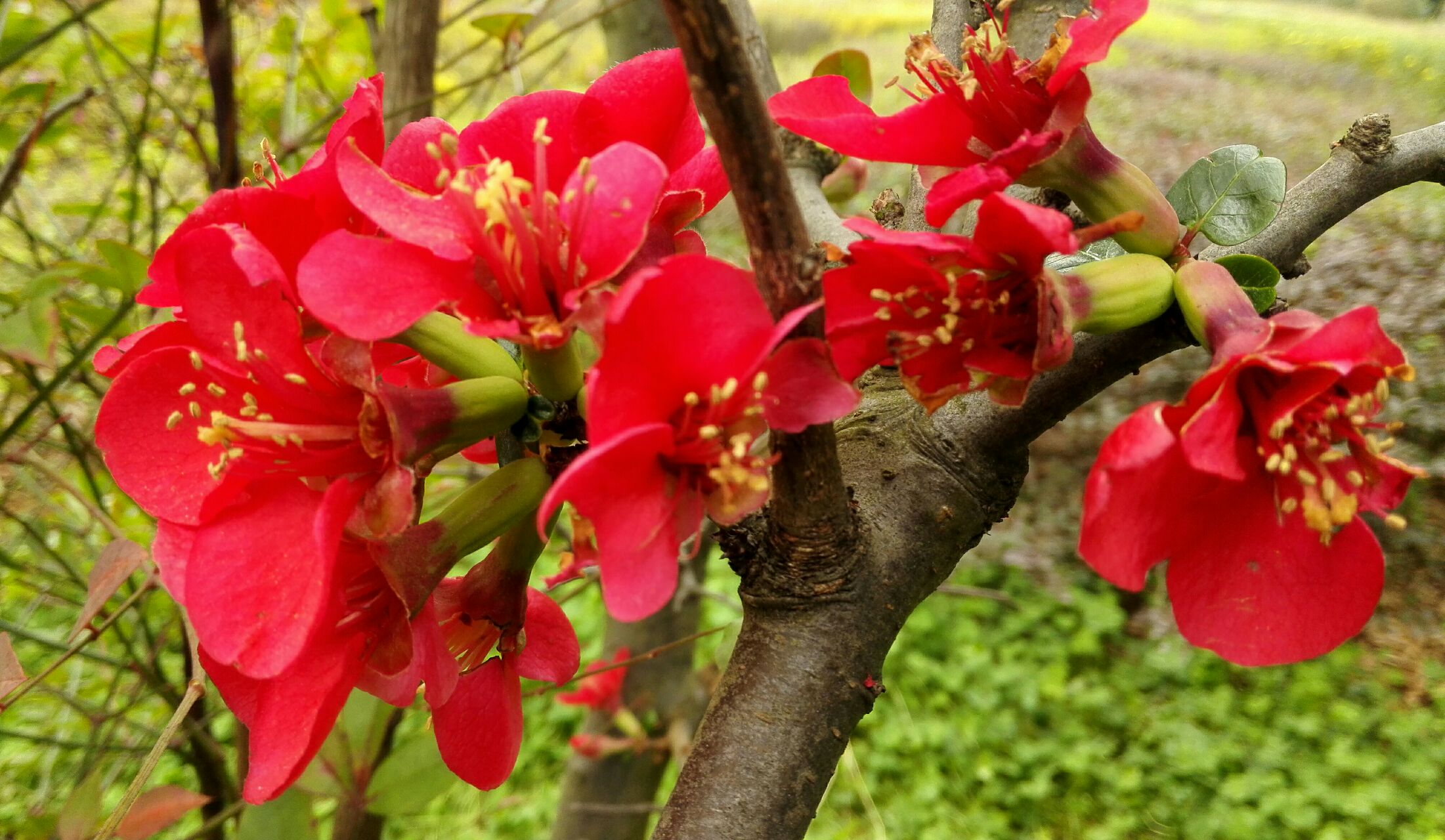 [随拍自由行] 阴天的海棠花