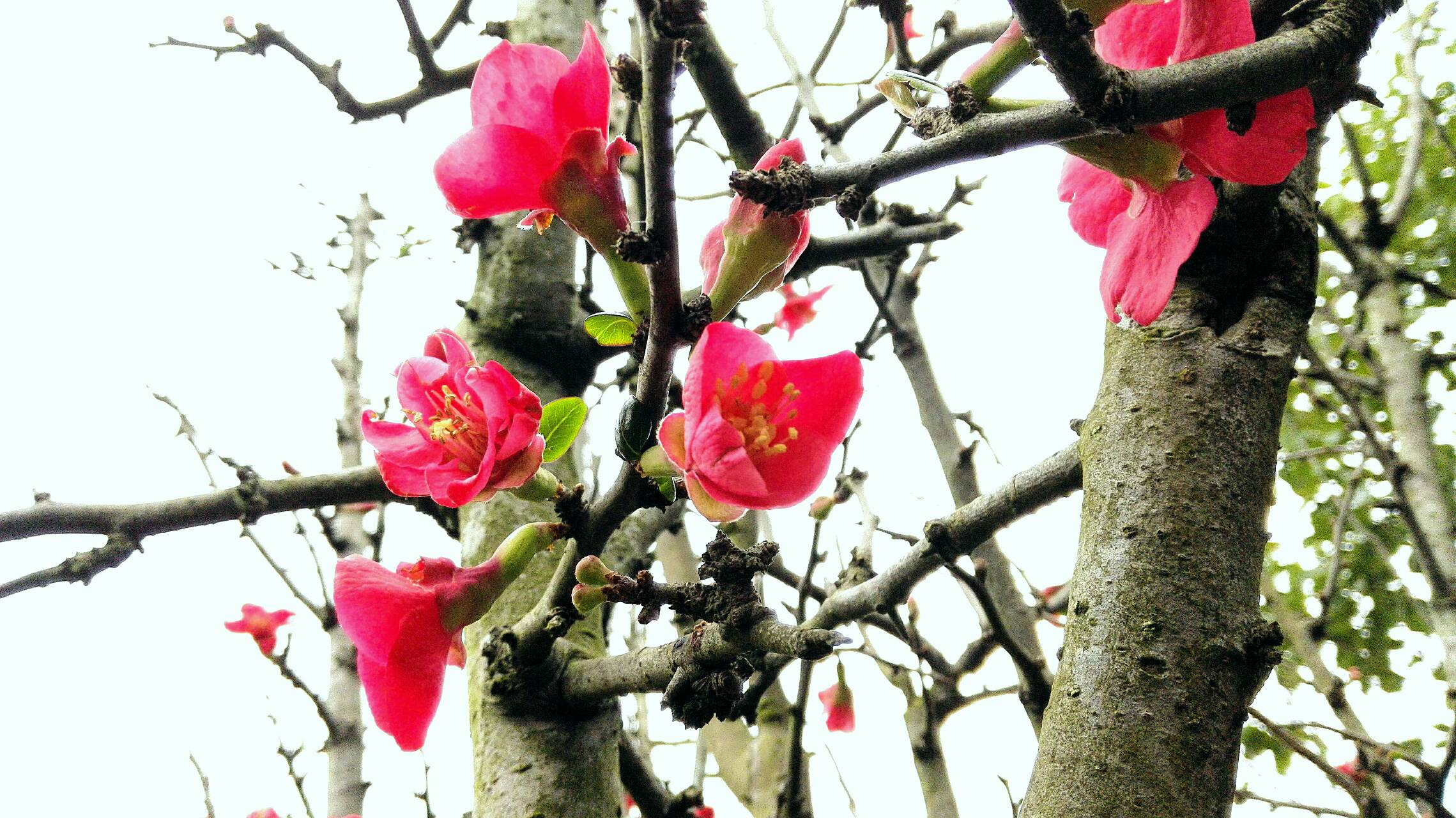 [随拍自由行] 阴天的海棠花