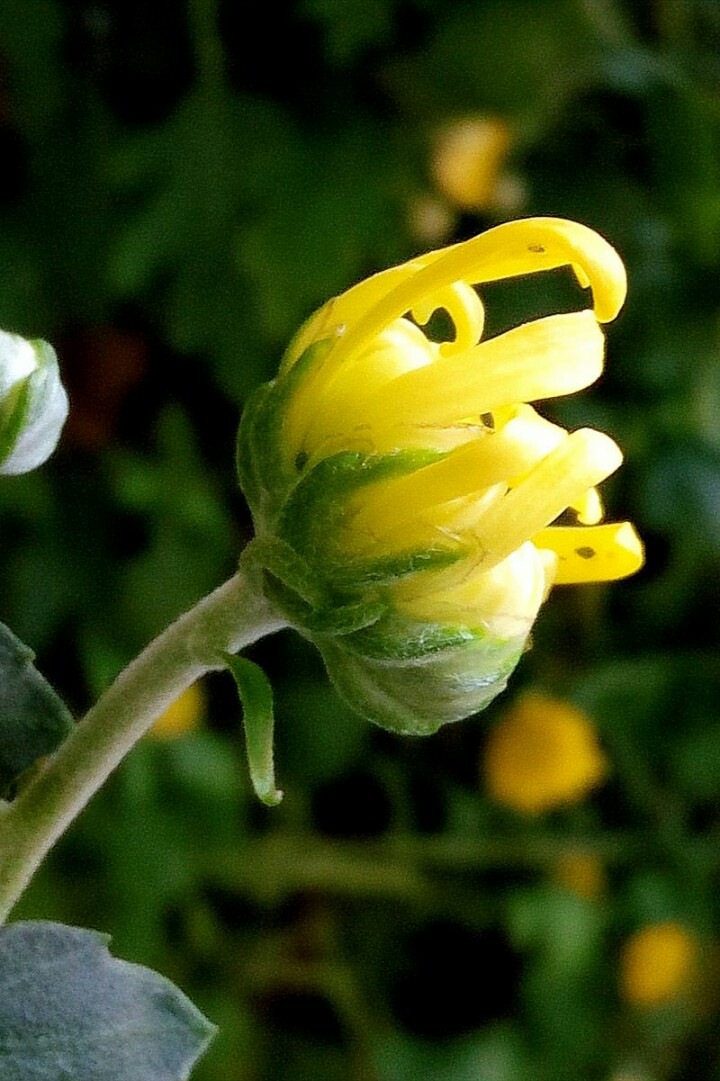维妙维肖的菊花表情包