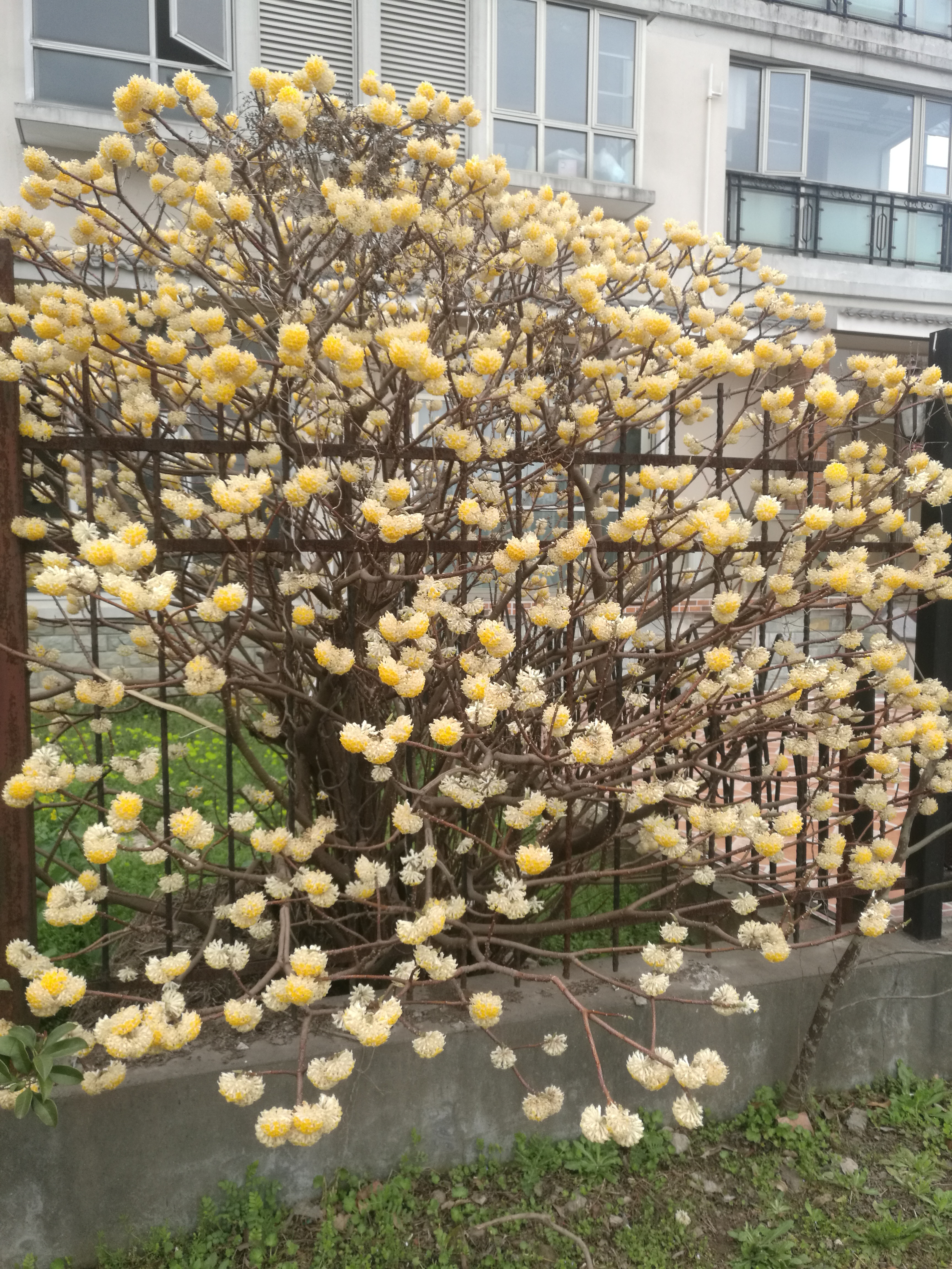 上海电子信息技术学院旁边的墙外的结香树