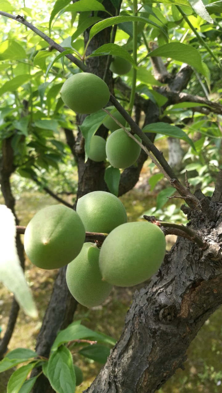 生活就像这青梅