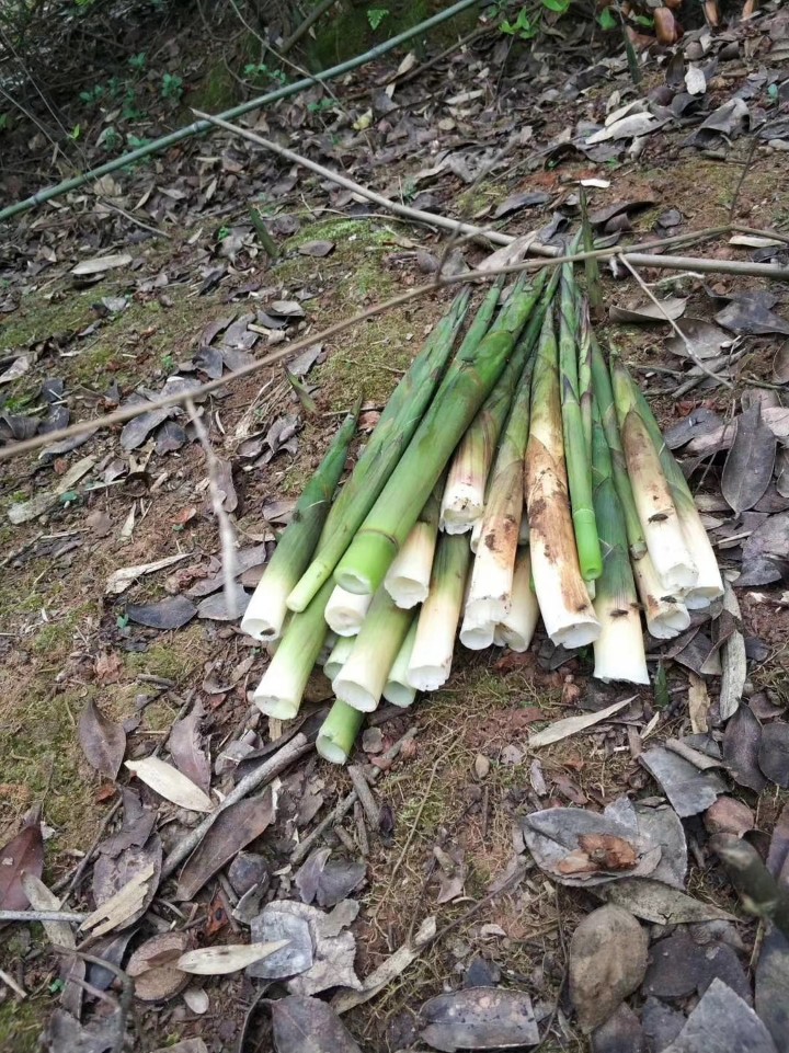 小竹笋的功效与作用及禁忌