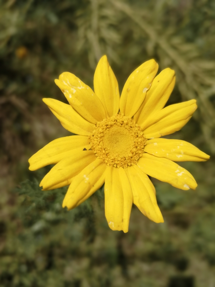 华为手机拍照模糊,也许是大光圈模式使用不当