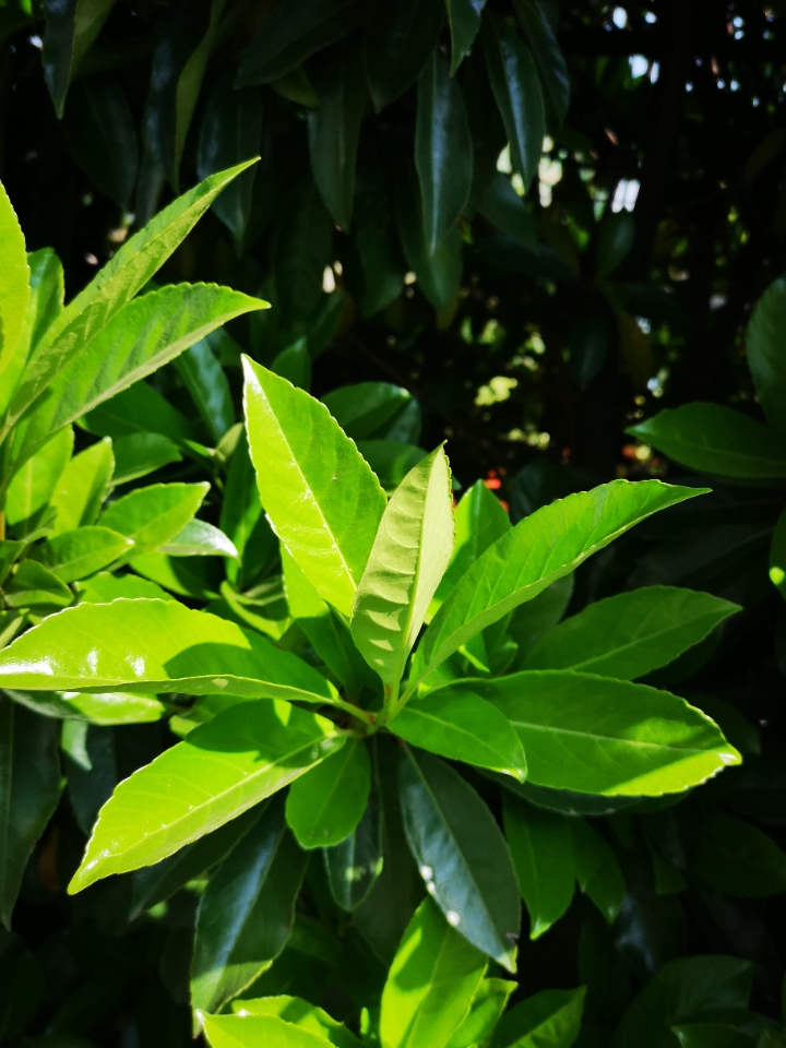 华为p20pro拍照模糊问题!你们买到是不是也是