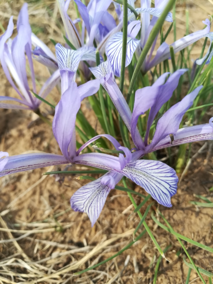 山花烂漫～细叶鸢尾
